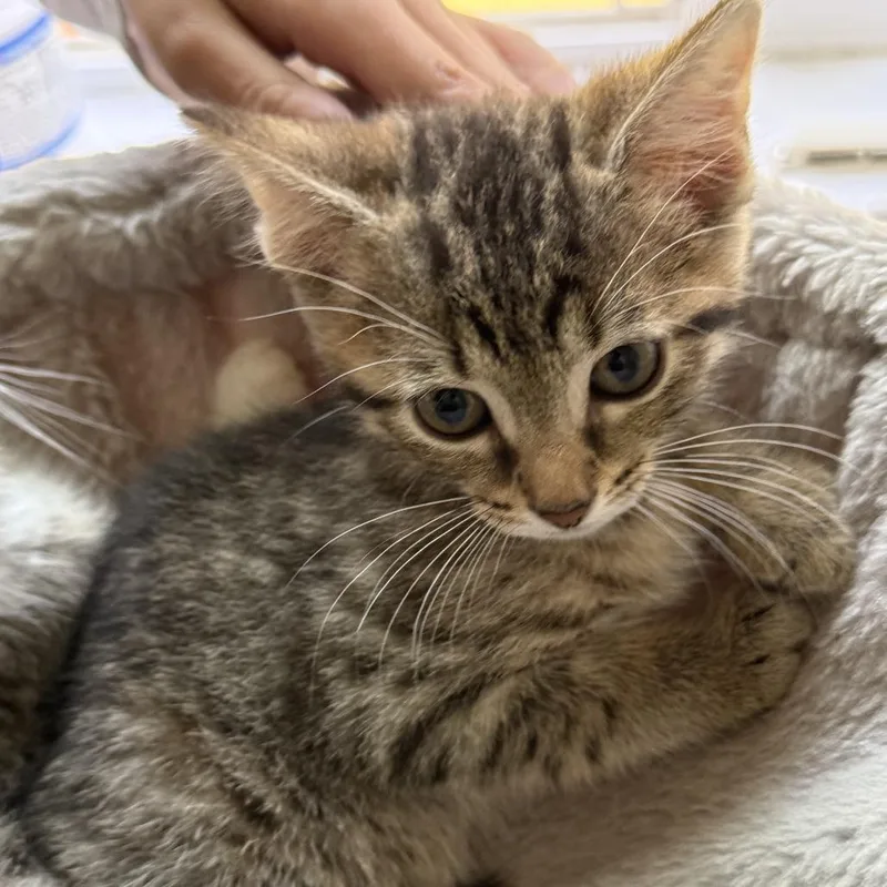A baby small-sized female Domestic Short Hair cat named Dana for adoption in Cumming, GA