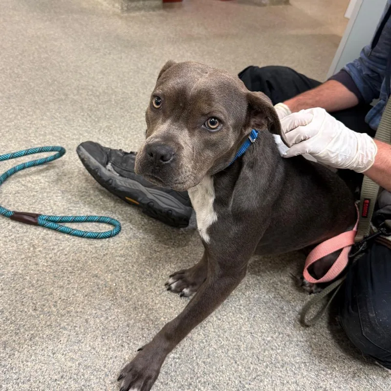 An adult medium-sized female Brown / Chocolate Mixed Breed dog named Coco for adoption in Jacksonville, FL