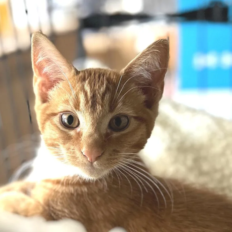 A young medium-sized male Tabby (Orange / Red) Domestic Short Hair cat named Cheddar for adoption in Blackfoot, ID