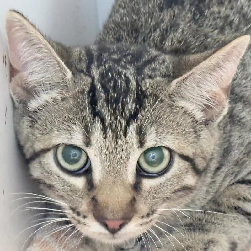 A baby small-sized female Gray / Blue / Silver Domestic Short Hair cat named Bubbles for adoption in Tyler, TX
