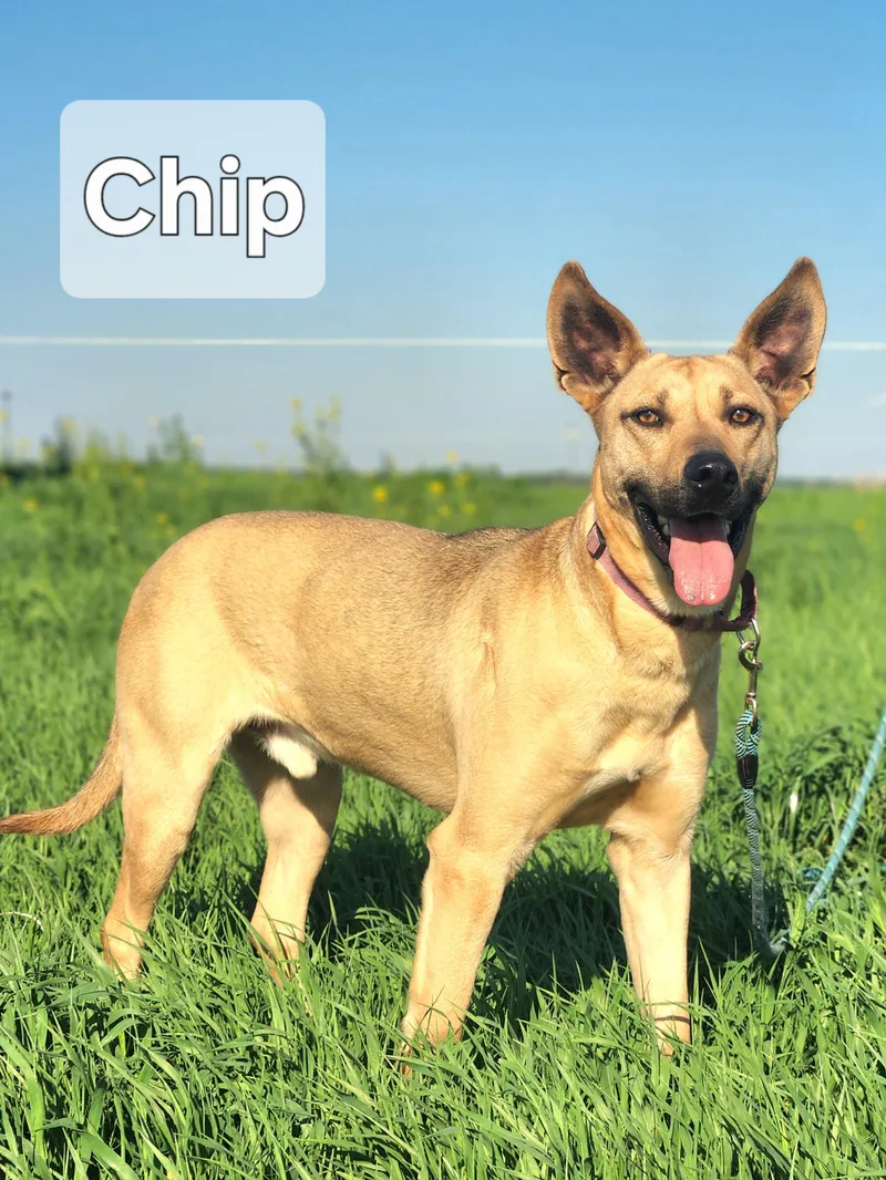 Chip