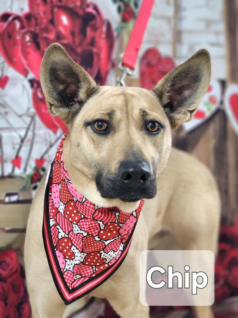 Chip thumbnail 4