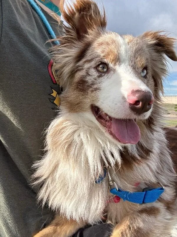 An adult medium-sized male Merle (Red) Australian Shepherd dog named Kingston for adoption in Fort Collins, CO