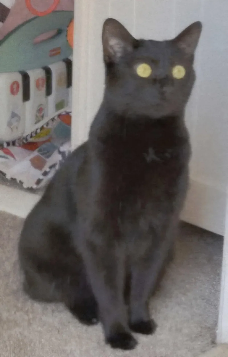 An adult medium-sized female American Bobtail cat named Panther for adoption in Franklin, TN