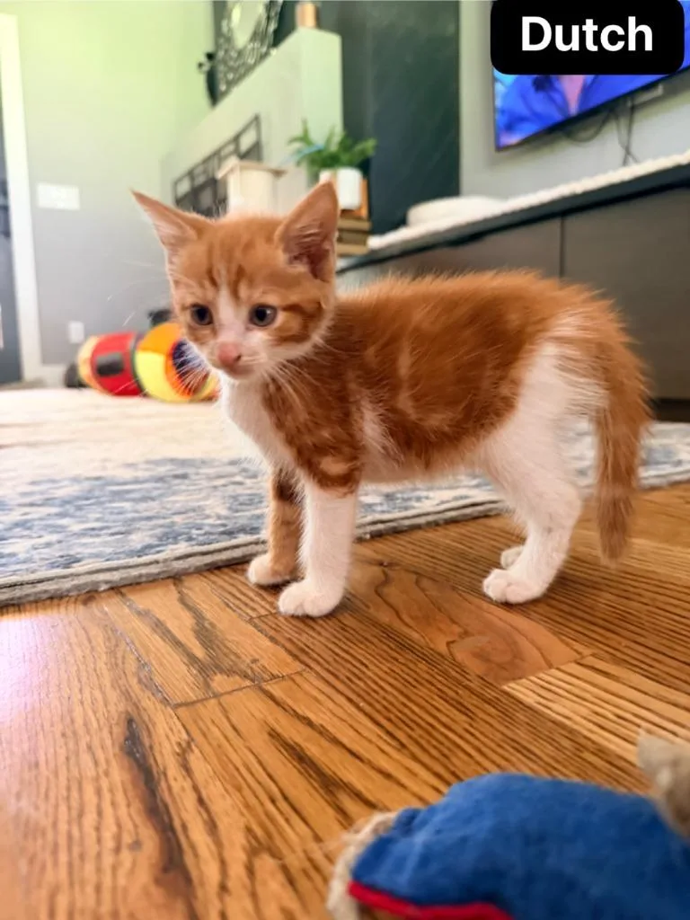 A baby medium-sized male Domestic Short Hair cat named Dutch for adoption in Johnson City, TN