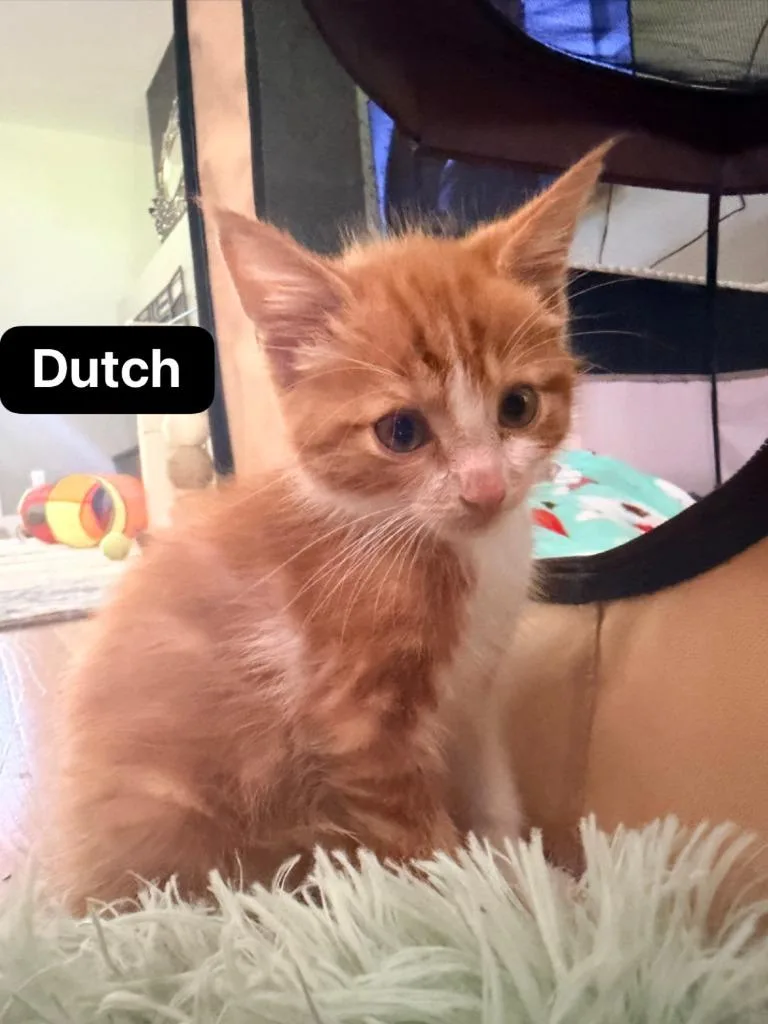 Dutch thumbnail 3