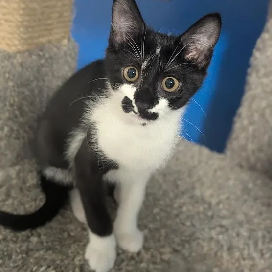 A baby medium-sized female Black & White / Tuxedo Domestic Short Hair cat named Rorschach aka "Rory" for adoption in Shippenville, PA