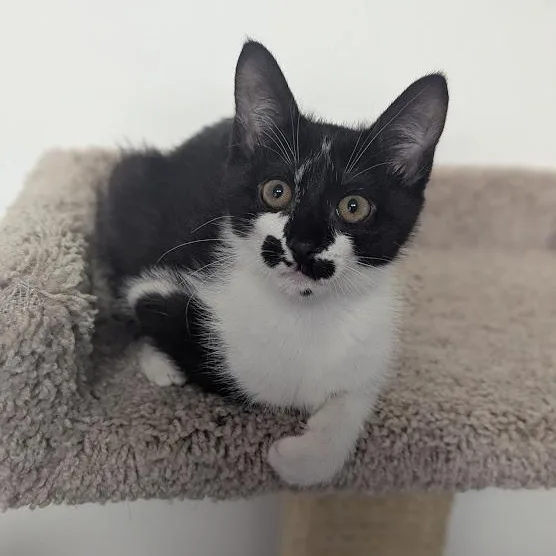 Rorschach aka "Rory" thumbnail 3
