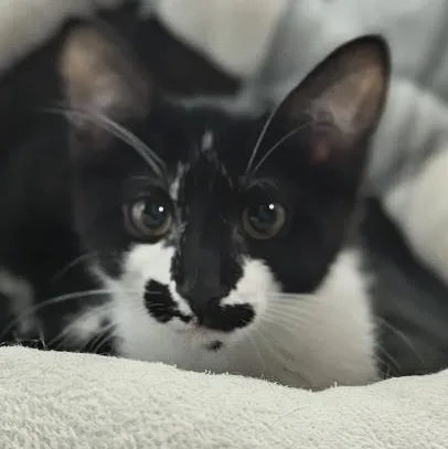 Rorschach aka "Rory" thumbnail 4