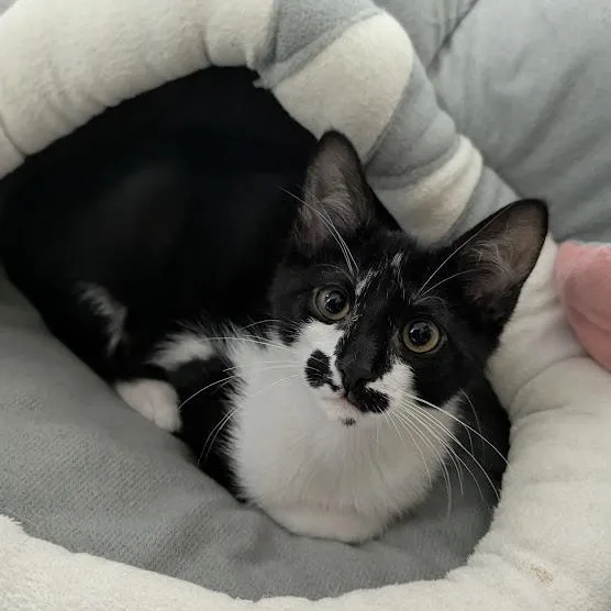 Rorschach aka "Rory" thumbnail 5