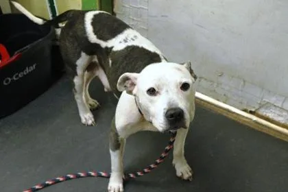 An adult medium-sized female Terrier dog named Livy for adoption in Picayune, MS