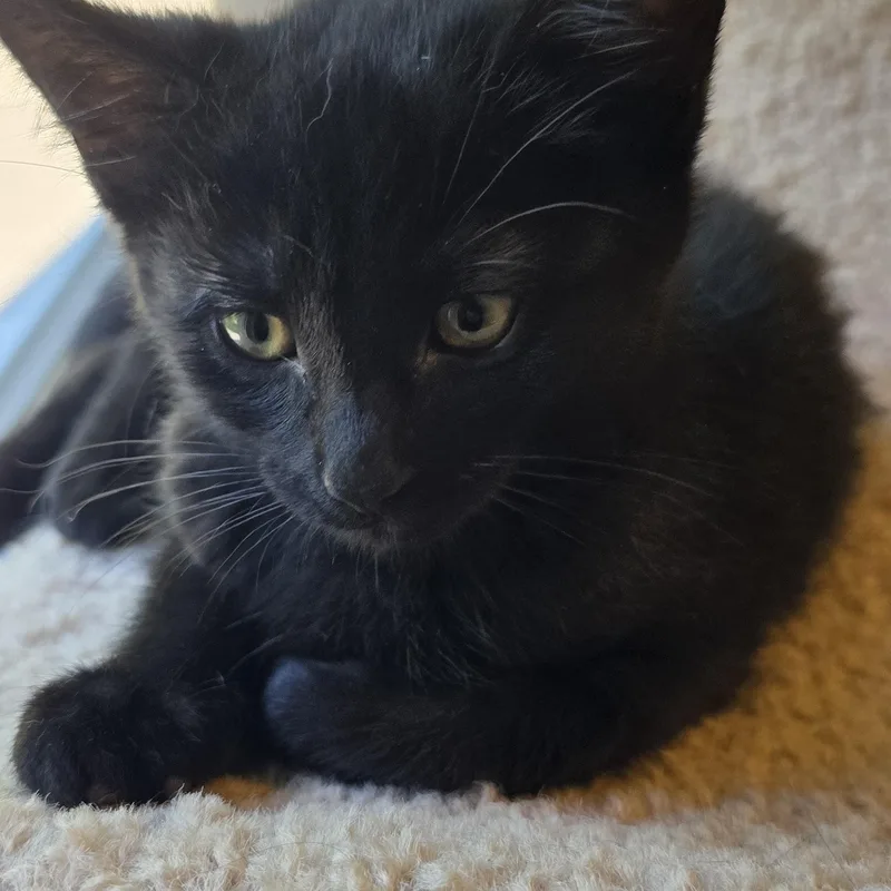 A baby medium-sized female Domestic Short Hair cat named Demi for adoption in Wadsworth, OH