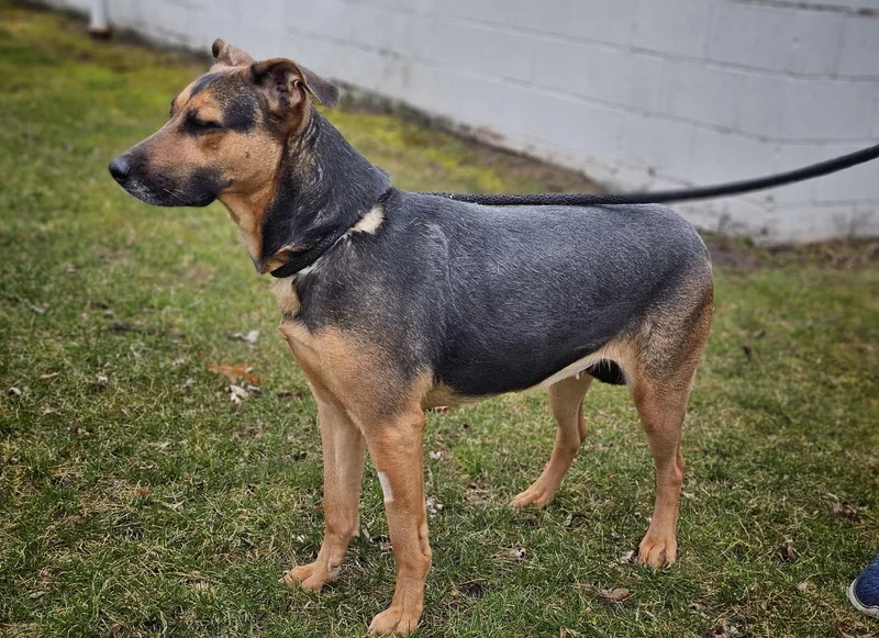 An adult medium-sized female Black German Shepherd Dog dog named Sybil for adoption in Bay City, MI