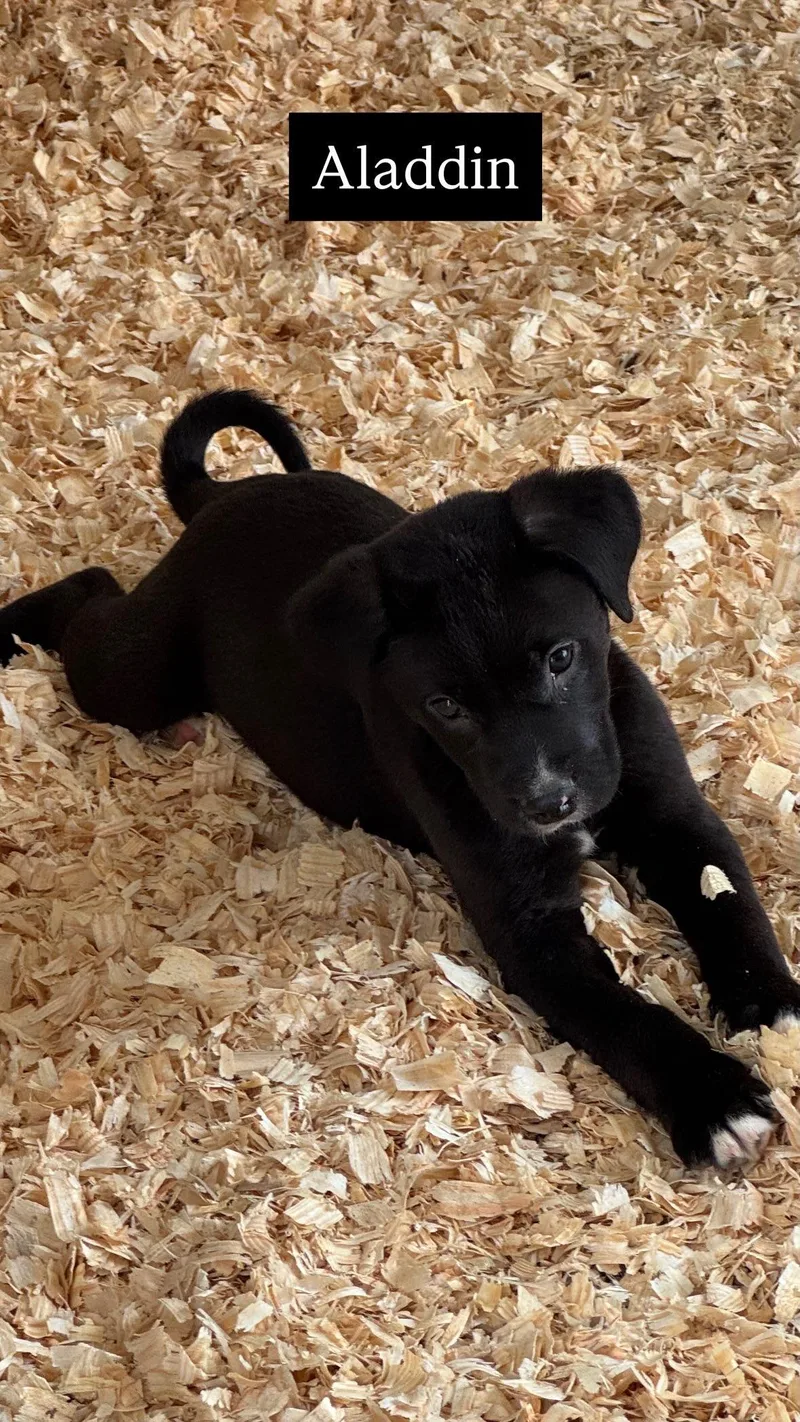 Aladdin
