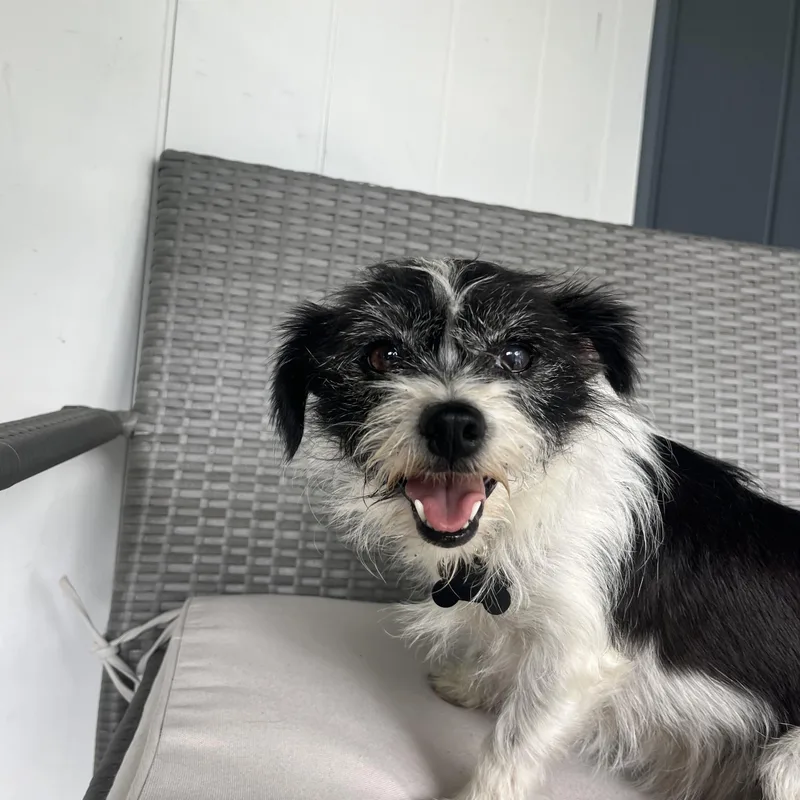 An adult small-sized female Terrier dog named Momo & Yuzu for adoption in Albuquerque, NM