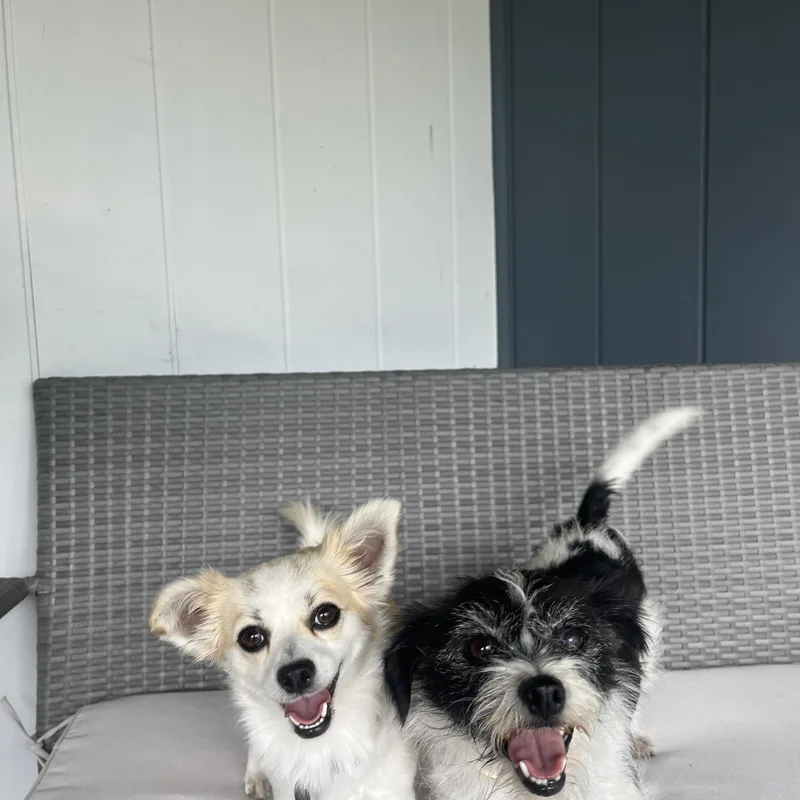 Momo & Yuzu thumbnail 2