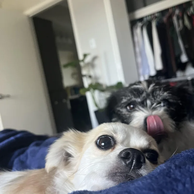 Momo & Yuzu thumbnail 3