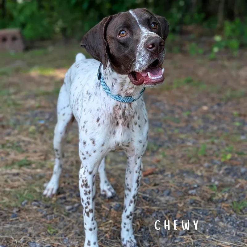 Chewy