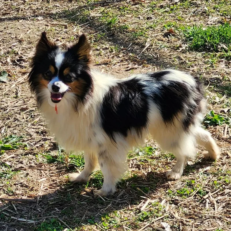 Darla