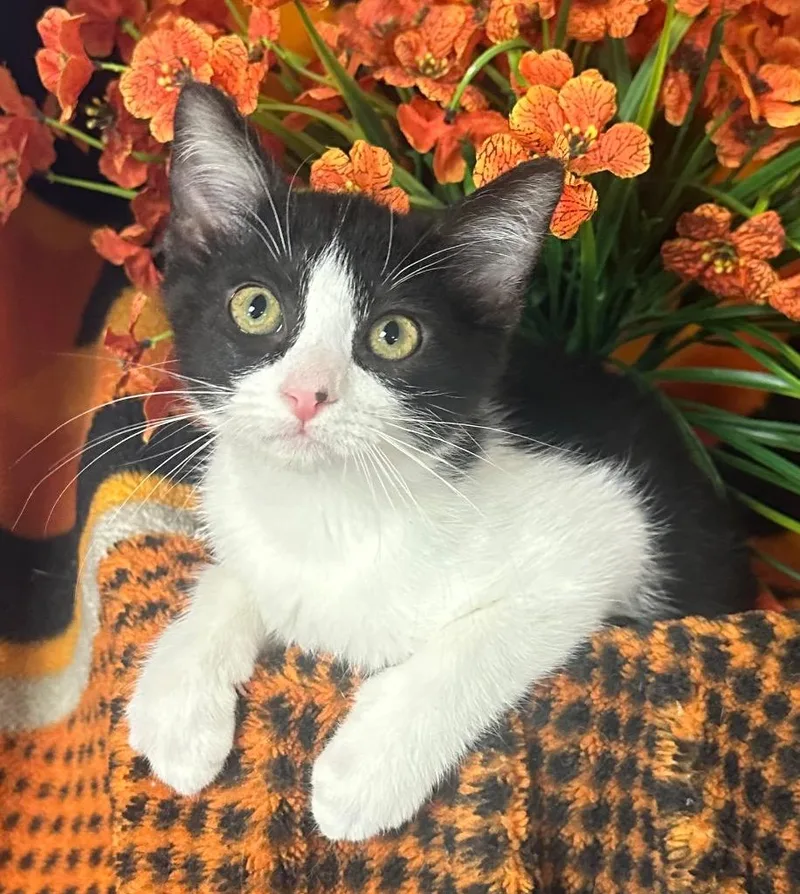 A baby small-sized female Domestic Short Hair cat named Melody for adoption in Stillwater, OK
