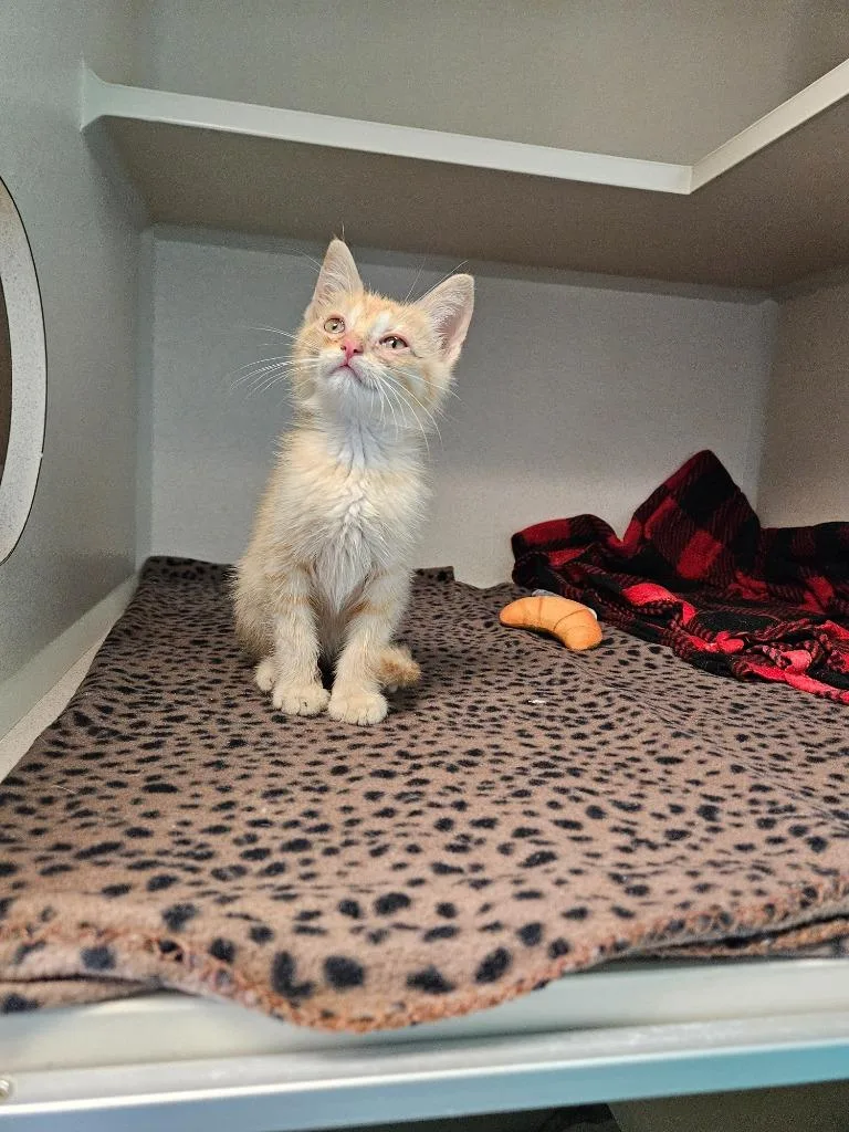 A baby medium-sized female Domestic Short Hair cat named Terrapin Turtle for adoption in Morgantown, KY