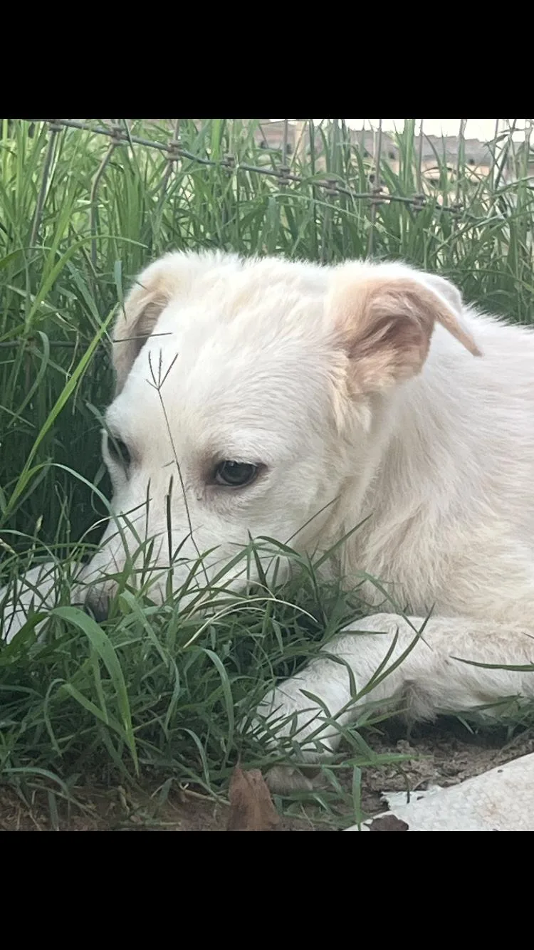 A baby medium-sized female White / Cream Terrier dog named Denver for adoption in Paradise, TX