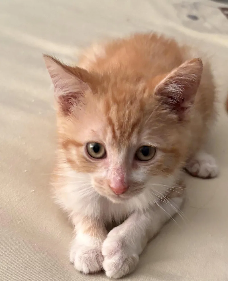 A baby small-sized male Orange & White Domestic Short Hair cat named Ollie for adoption in Kansas City, MO