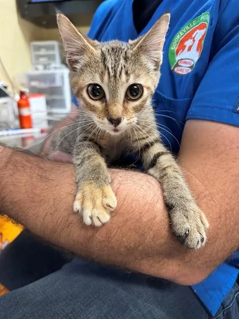 A baby medium-sized female Domestic Short Hair cat named Temmie for adoption in Cookeville, TN