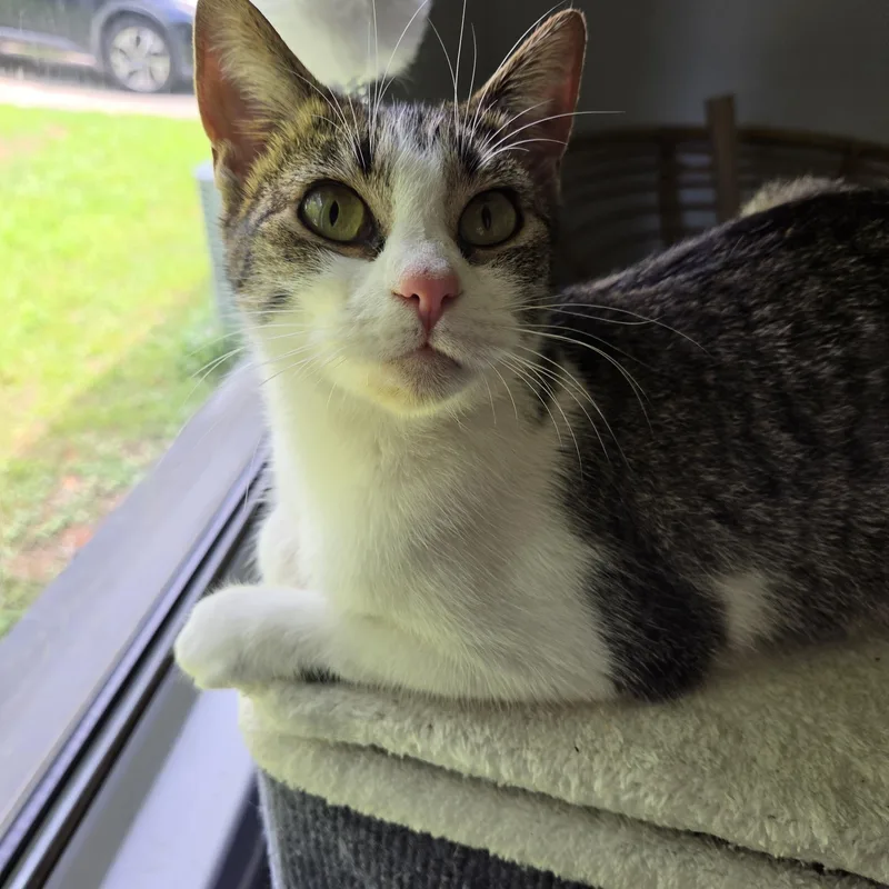A young medium-sized female White Domestic Short Hair cat named Maple for adoption in Fort Oglethorpe, GA