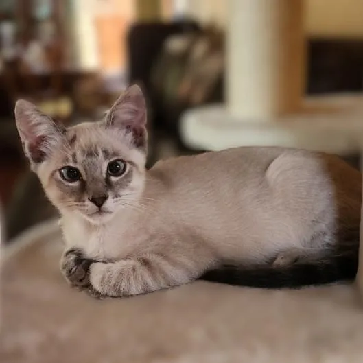 A baby medium-sized male Buff & White Siamese cat named Elbie for adoption in Allen, TX