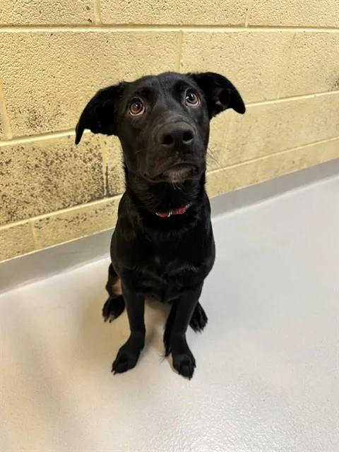A young medium-sized female Labrador Retriever dog named Needham for adoption in Cookeville, TN