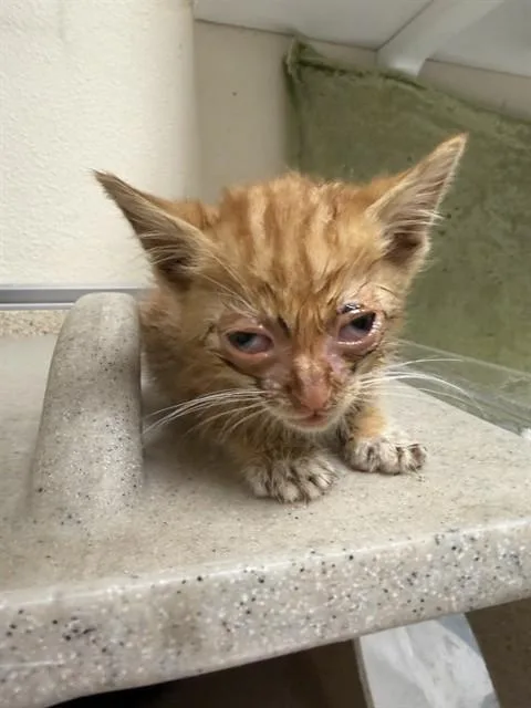 A baby small-sized male Domestic Short Hair cat named Pinky for adoption in Riverside, CA