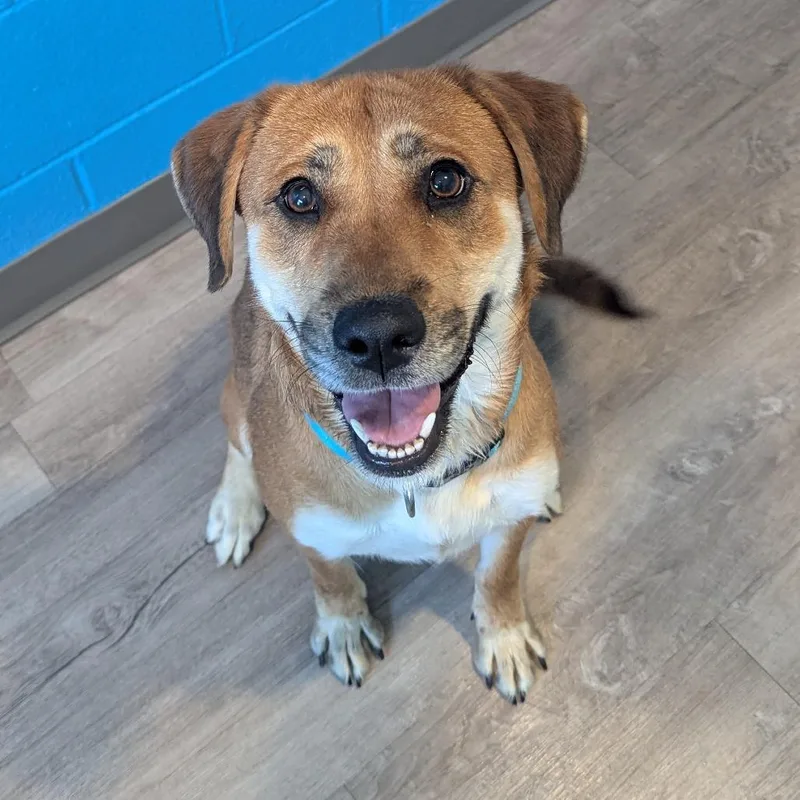 An adult medium-sized female Yellow / Tan / Blond / Fawn Labrador Retriever dog named Delilah for adoption in Chesapeake, VA