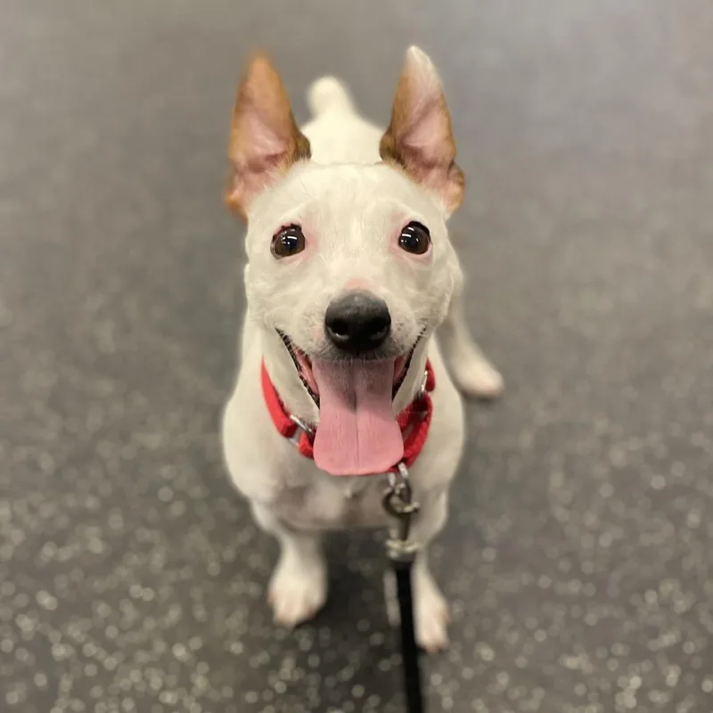 An adult small-sized female White / Cream Mixed Breed dog named Luna for adoption in West Olive, MI