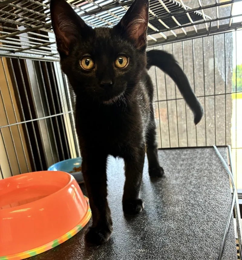 A baby medium-sized male Black & White / Tuxedo Domestic Short Hair cat named Supreme for adoption in Mason City, IA