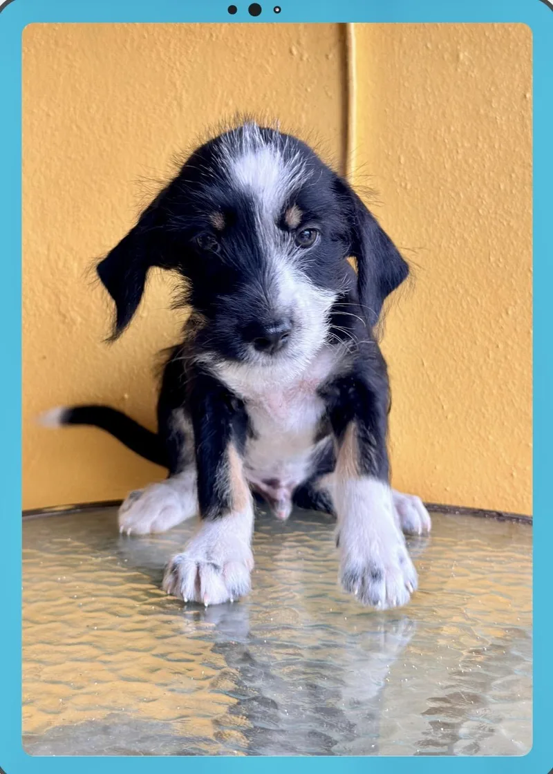 A baby medium-sized female Black Border Terrier dog named Frangi for adoption in Lake Forest, IL