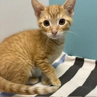 Ham