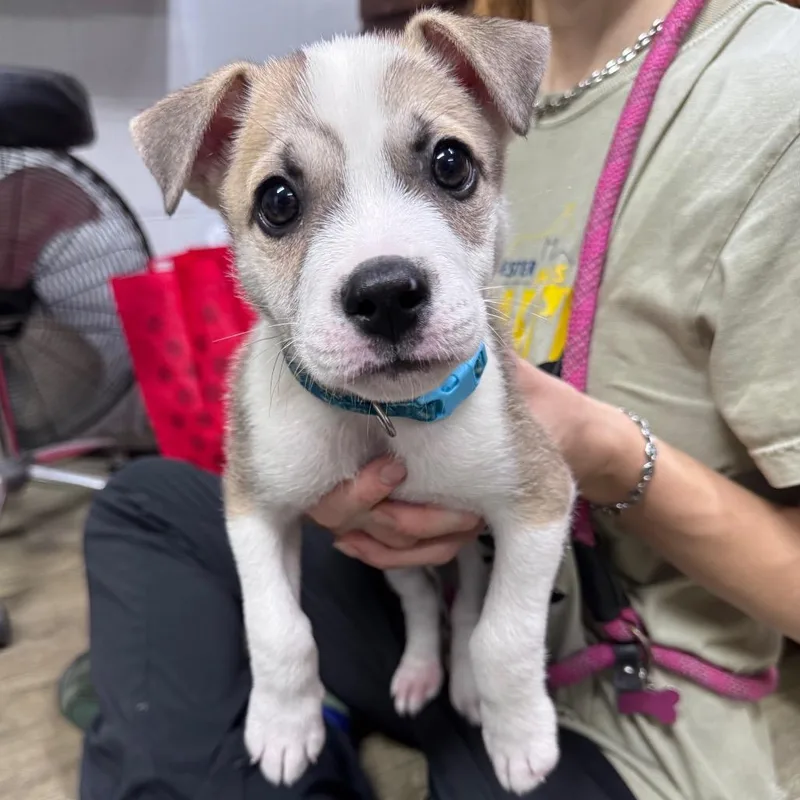 A baby small-sized male Yellow / Tan / Blond / Fawn Mixed Breed dog named Mr.Big for adoption in Summerville, SC
