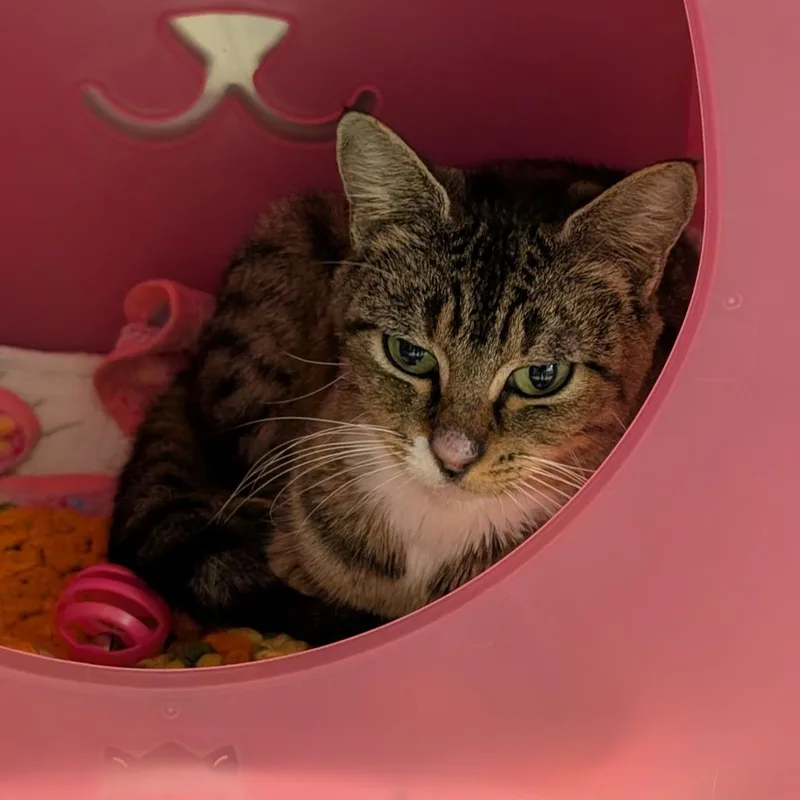An adult medium-sized female Domestic Short Hair cat named Goblet for adoption in Titusville, FL
