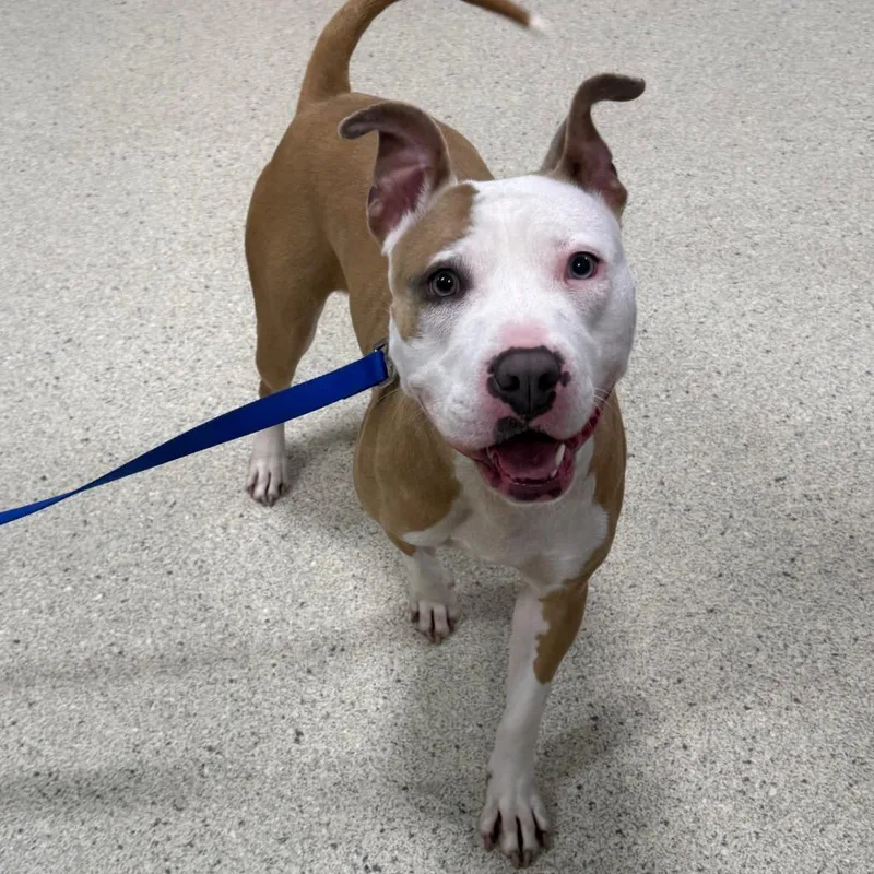 An adult medium-sized female Yellow / Tan / Blond / Fawn Mixed Breed dog named Doge for adoption in Jacksonville, FL