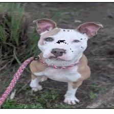 Doge thumbnail 2