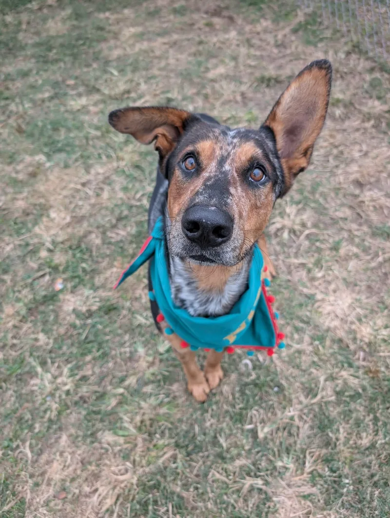 An adult large-sized male Shepherd dog named Dusty for adoption in Yonkers, NY