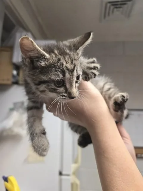 A baby small-sized female Domestic Short Hair cat named Cherry Pie for adoption in Easton, MD