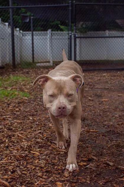 An adult large-sized male Mixed Breed dog named Ribbit for adoption in Chamblee, GA