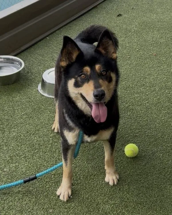 An adult large-sized female Shepherd dog named Navi for adoption in Canton, GA