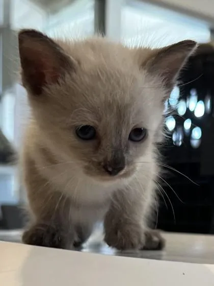 Minnie