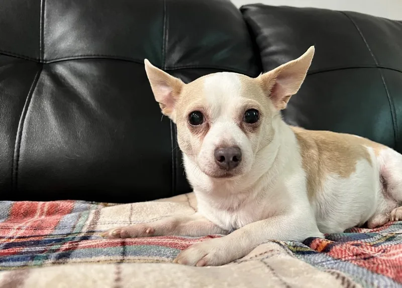 A senior small-sized male Apricot / Beige Chihuahua dog named Roscoe for adoption in Foster, RI