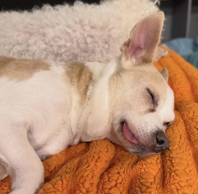 Roscoe thumbnail 5