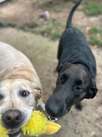 An adult large-sized female Labrador Retriever dog named Maggie Mae for adoption in Malvern, PA