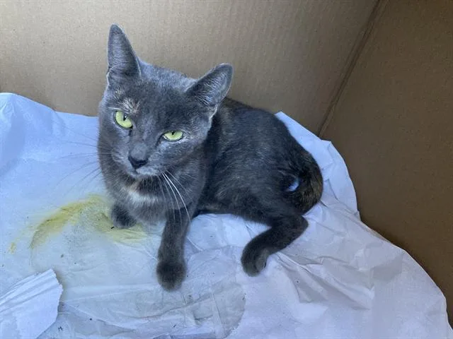 A young medium-sized female Domestic Short Hair cat named Bluebell for adoption in Long Beach, CA